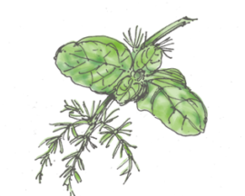 Corso di riconoscimento e uso delle erbe spontanee – 22 Aprile 2023